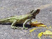 Everyone has to remember the iguanas!